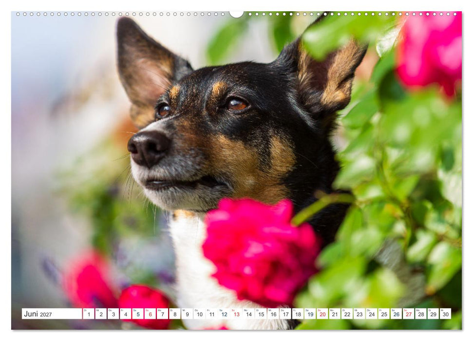 Jack Russell - Klein, aber oho! (CALVENDO Wandkalender 2027)