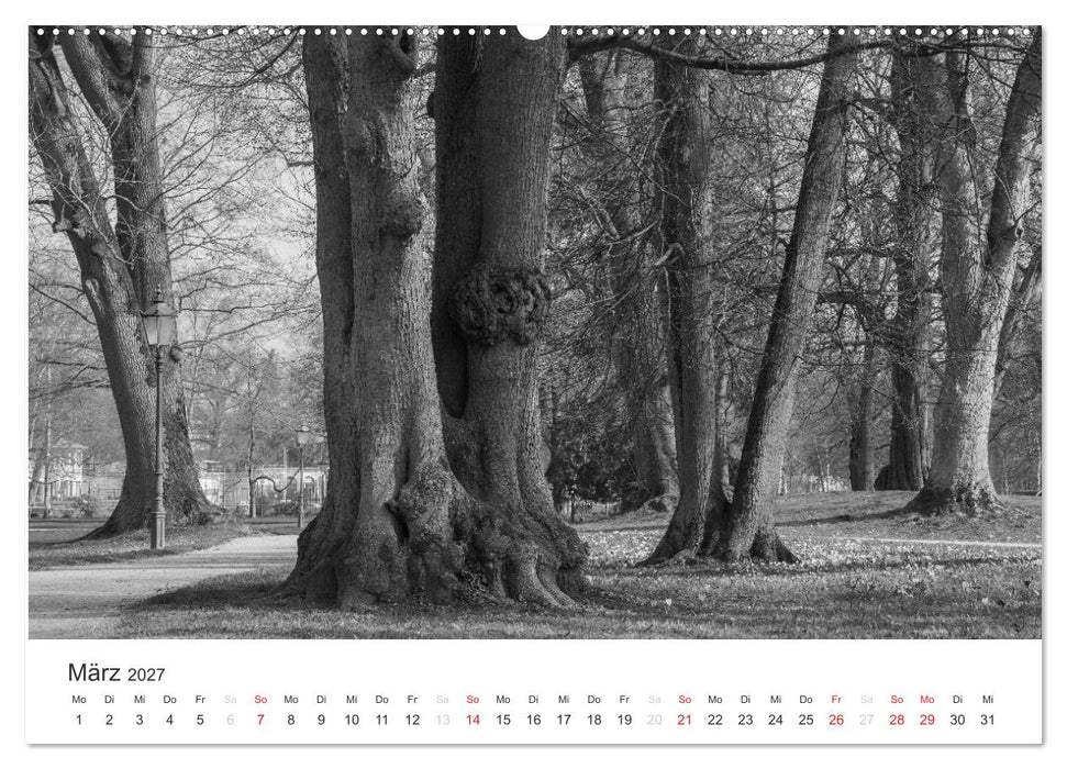 Bäume - Naturschönheiten in schwarz-weiß (CALVENDO Wandkalender 2027)