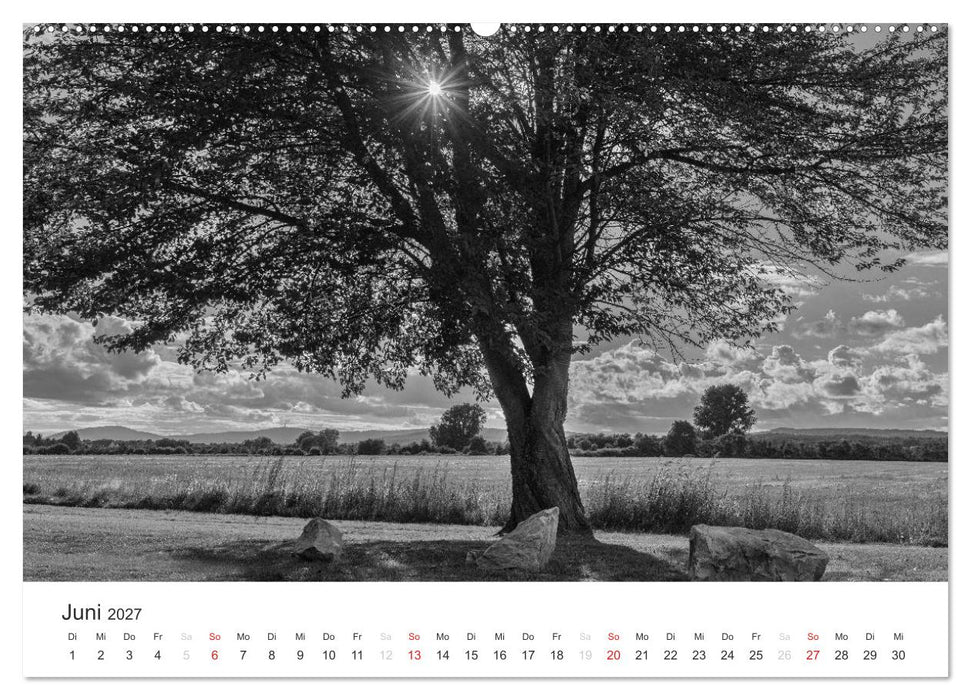 Bäume - Naturschönheiten in schwarz-weiß (CALVENDO Wandkalender 2027)