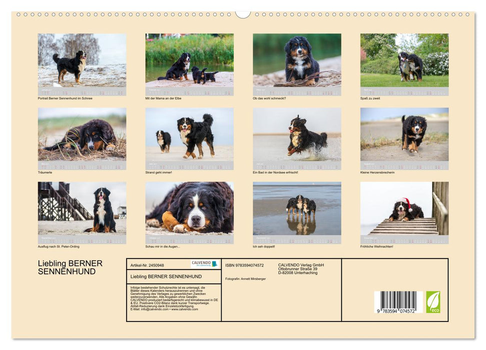 Liebling BERNER SENNENHUND (CALVENDO Premium Wandkalender 2027)