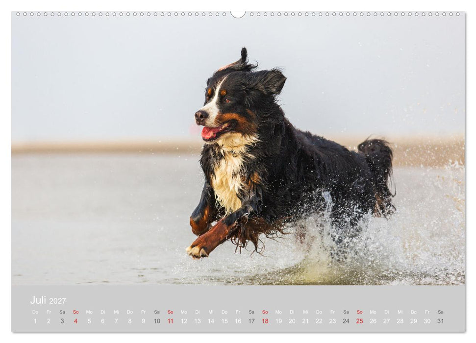 Liebling BERNER SENNENHUND (CALVENDO Premium Wandkalender 2027)