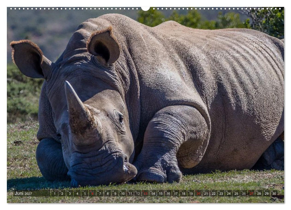 blick kontakt mit tieren im östlichen und südlichen afrika (CALVENDO Premium Wandkalender 2027)