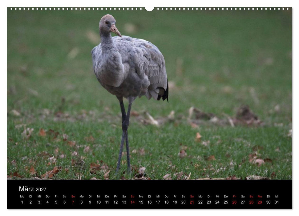 Kranich-Land Brandenburg (CALVENDO Wandkalender 2027)