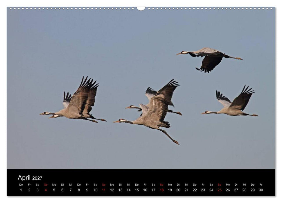 Kranich-Land Brandenburg (CALVENDO Wandkalender 2027)