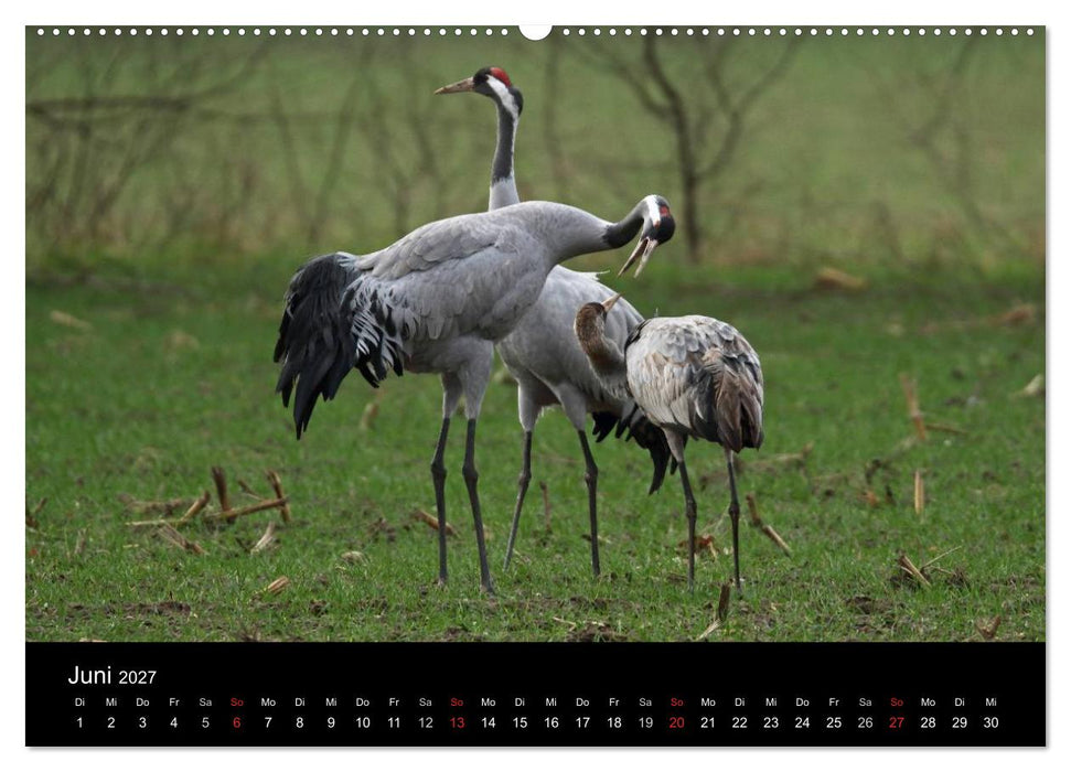 Kranich-Land Brandenburg (CALVENDO Wandkalender 2027)