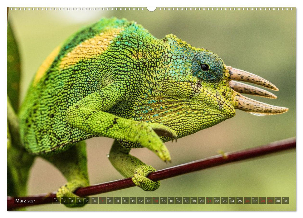 blick kontakt mit tieren im östlichen und südlichen afrika (CALVENDO Wandkalender 2027)