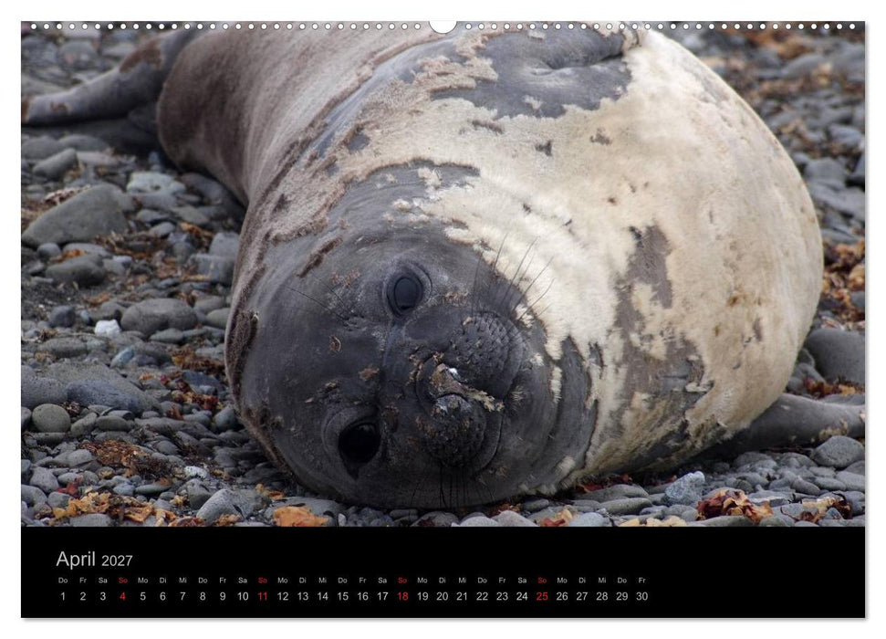Antarktische Impressionen (CALVENDO Wandkalender 2027)