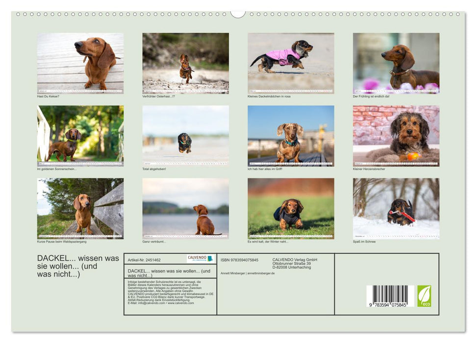 DACKEL... wissen was sie wollen... (und was nicht...) (CALVENDO Premium Wandkalender 2027)