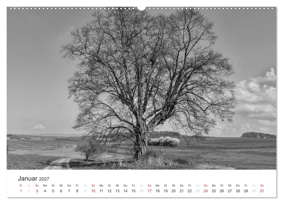 Bäume - Naturschönheiten in schwarz-weiß (CALVENDO Premium Wandkalender 2027)