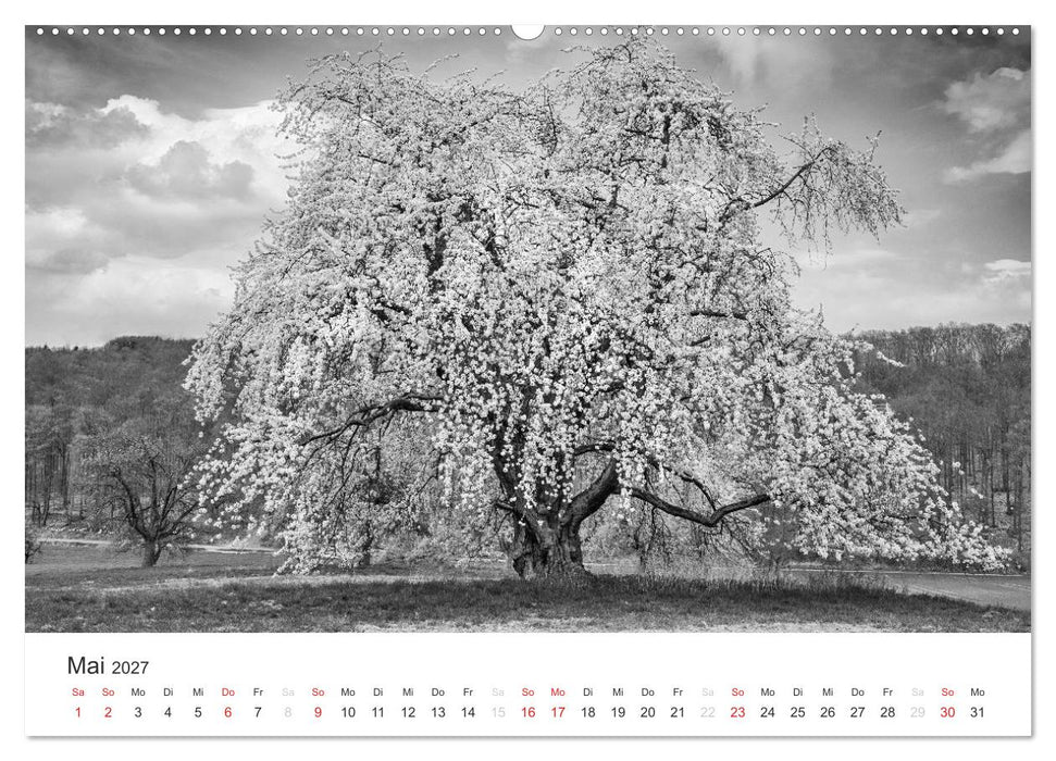Bäume - Naturschönheiten in schwarz-weiß (CALVENDO Premium Wandkalender 2027)