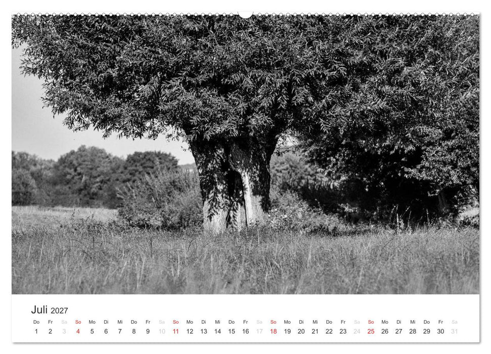 Bäume - Naturschönheiten in schwarz-weiß (CALVENDO Premium Wandkalender 2027)