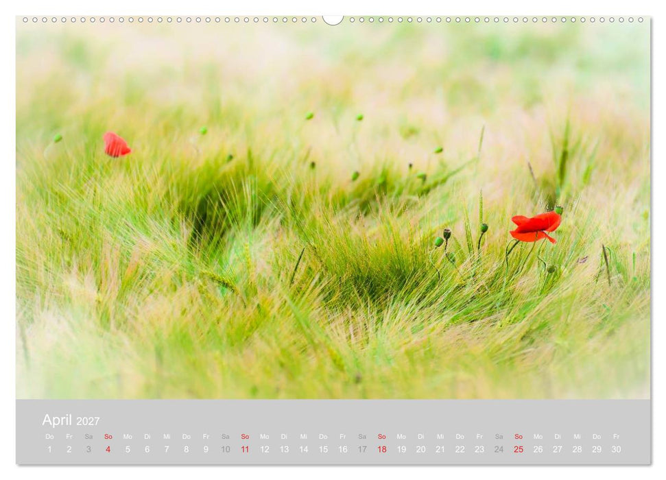 Zauber des Mohns (CALVENDO Premium Wandkalender 2027)