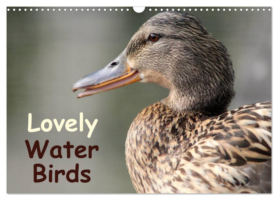 Lovely Water Birds (CALVENDO Monthly Calendar 2027)