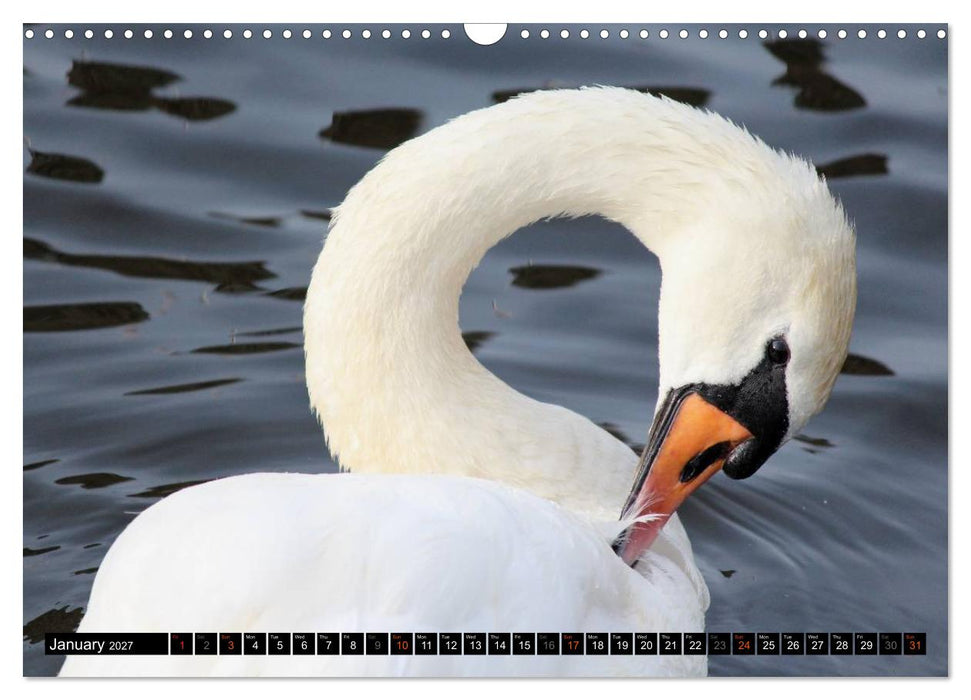 Lovely Water Birds (CALVENDO Monthly Calendar 2027)