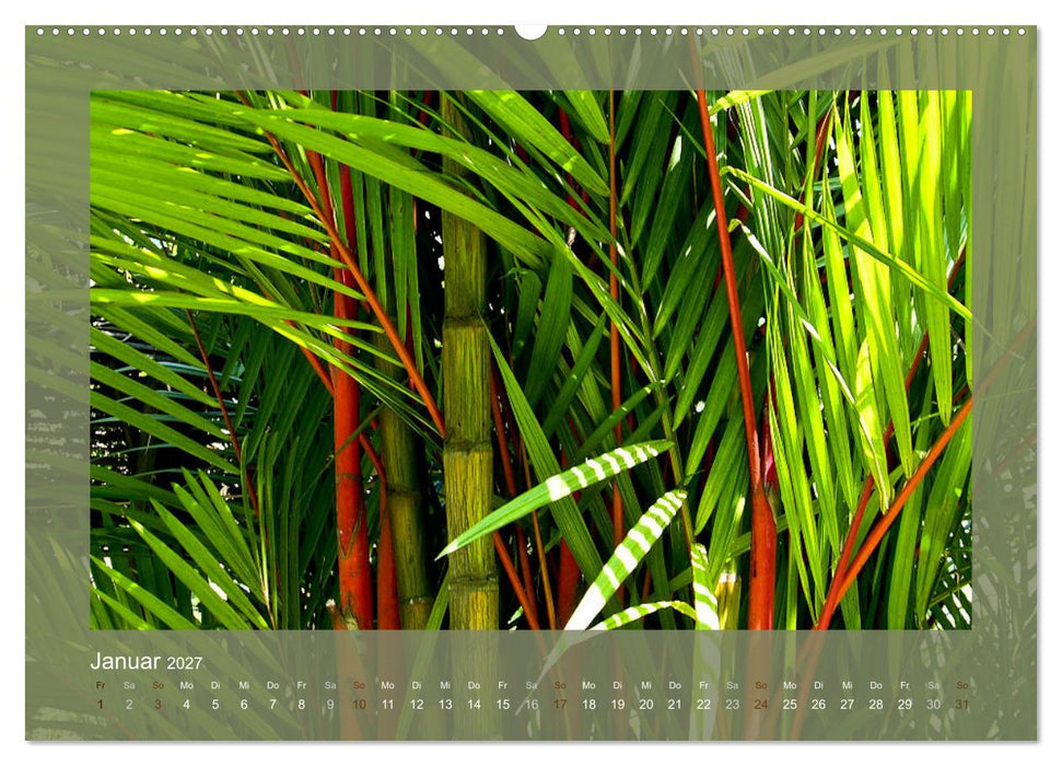 Bambus (CALVENDO Premium Wandkalender 2027)