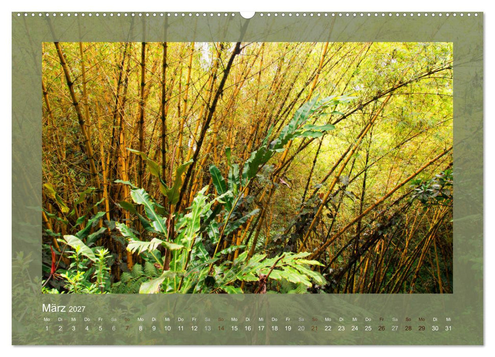 Bambus (CALVENDO Premium Wandkalender 2027)