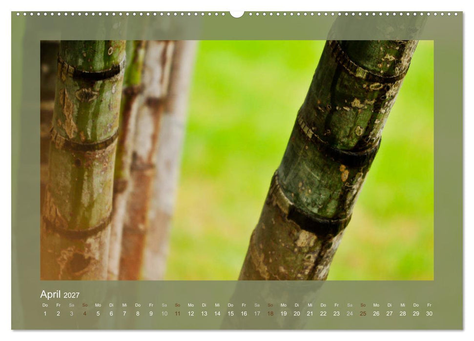 Bambus (CALVENDO Premium Wandkalender 2027)