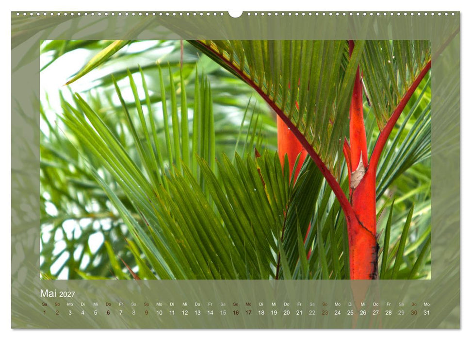 Bambus (CALVENDO Premium Wandkalender 2027)