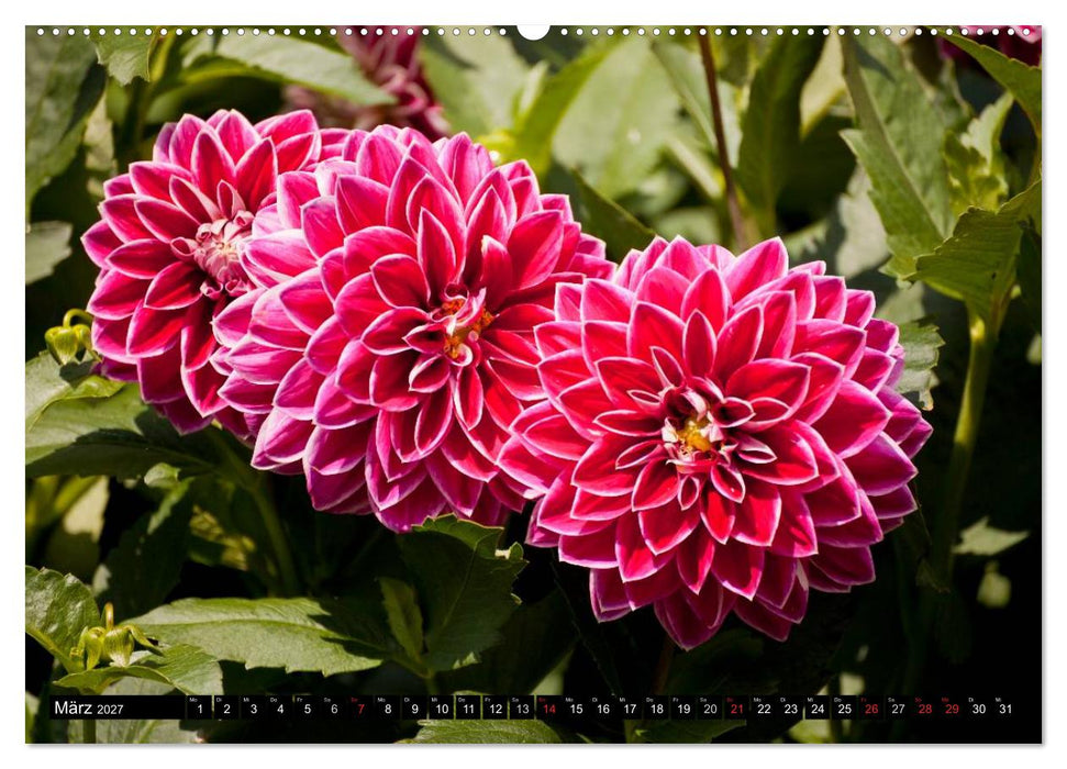Dahlia - Dahlien (CALVENDO Wandkalender 2027)