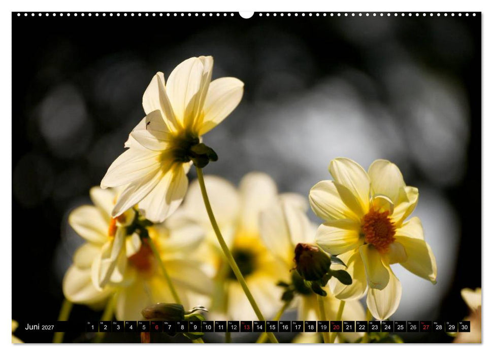 Dahlia - Dahlien (CALVENDO Wandkalender 2027)