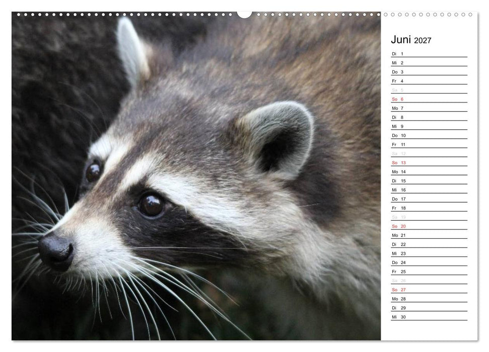 Der kleine Räuber mit Maske - Waschbären (CALVENDO Premium Wandkalender 2027)