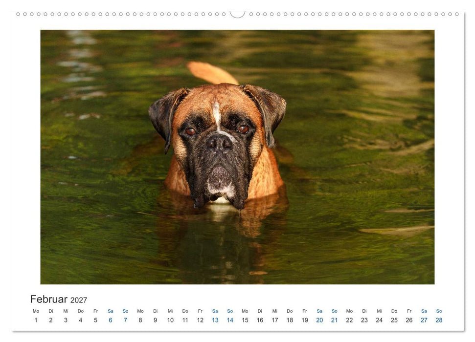 Deutscher Boxer - Boxer im Wasser 2027 (CALVENDO Premium Wandkalender 2027)