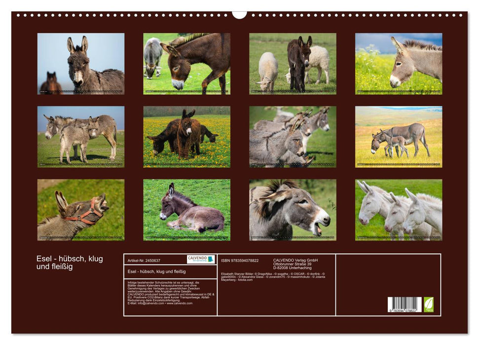 Esel - hübsch, klug und fleißig (CALVENDO Wandkalender 2027)