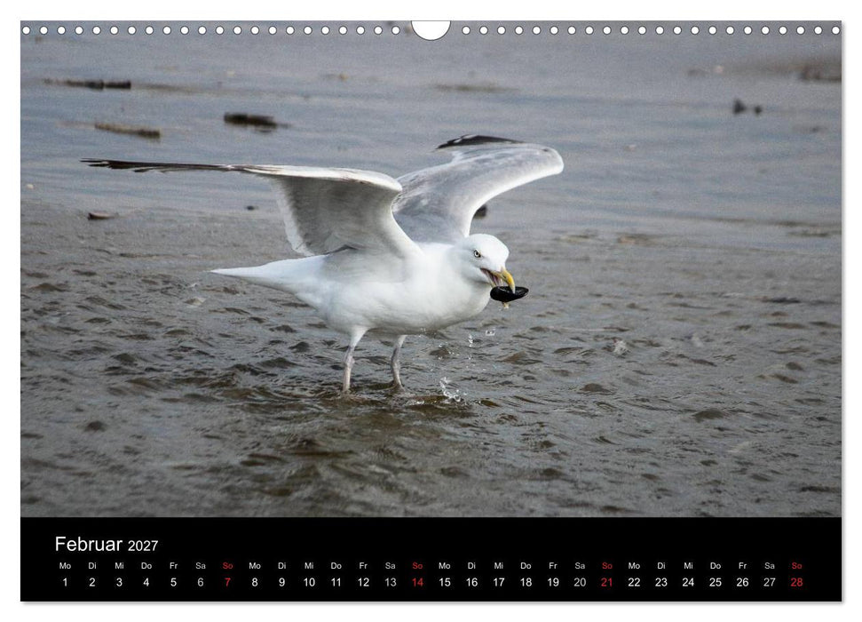 Spontane Fotografie - Möwen (CALVENDO Wandkalender 2027)