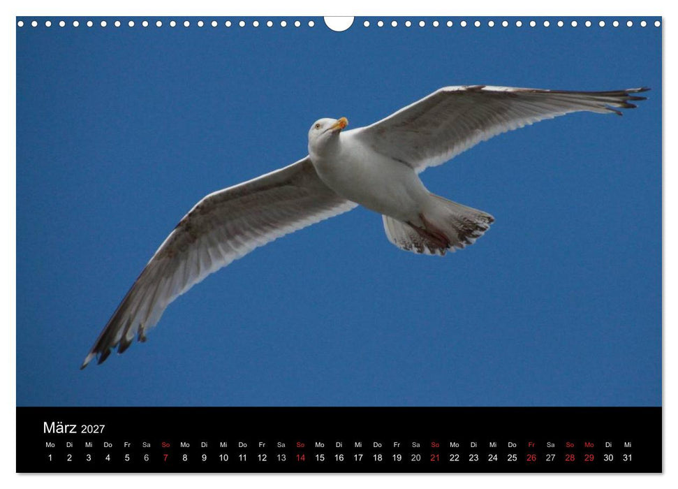 Spontane Fotografie - Möwen (CALVENDO Wandkalender 2027)