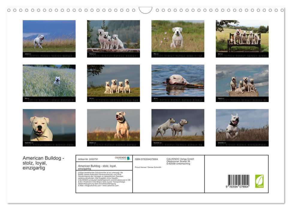 American Bulldog - stolz, loyal, einzigartig (CALVENDO Wandkalender 2027)