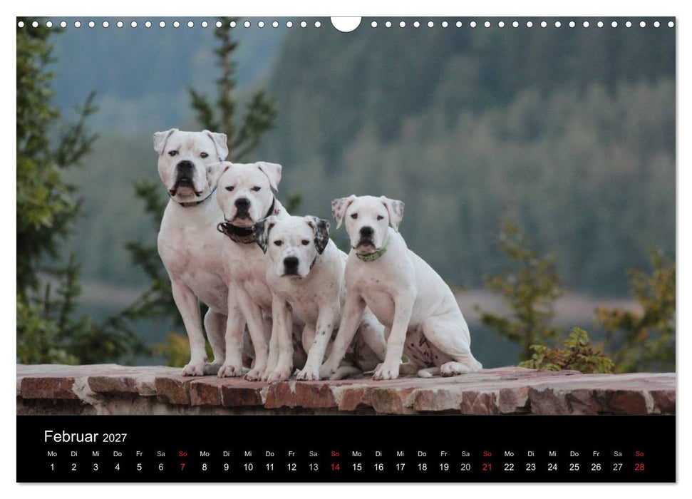 American Bulldog - stolz, loyal, einzigartig (CALVENDO Wandkalender 2027)