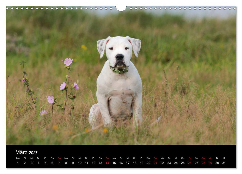 American Bulldog - stolz, loyal, einzigartig (CALVENDO Wandkalender 2027)