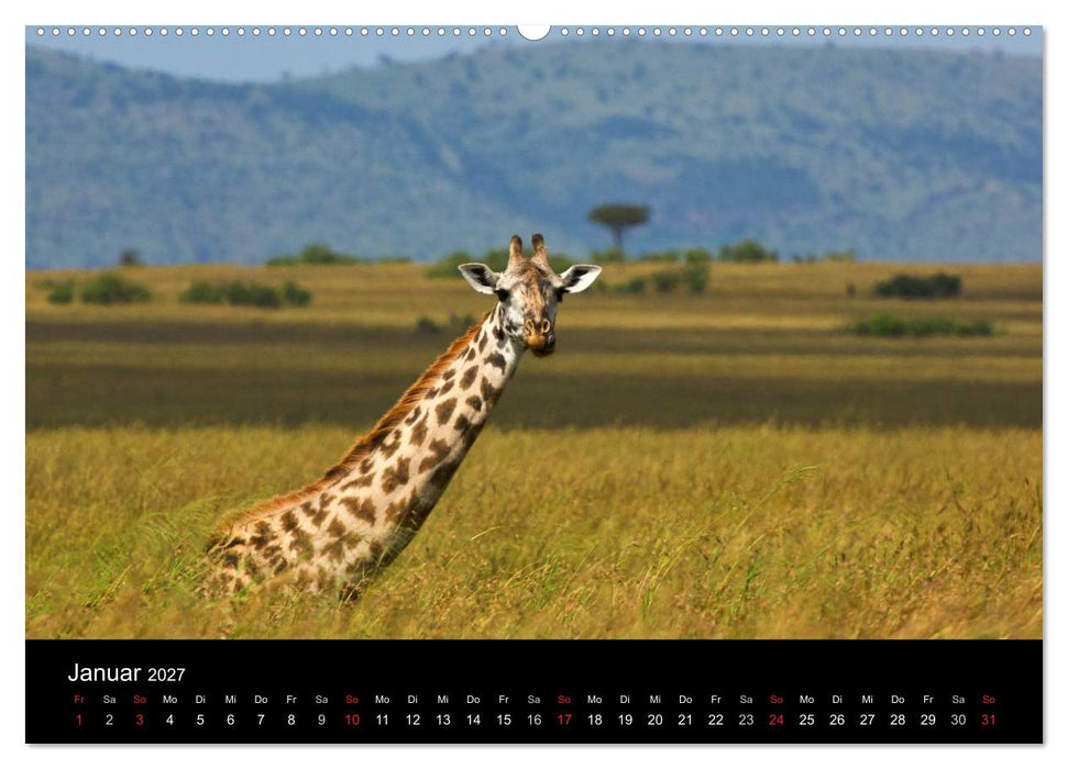 GIRAFFEN - Liebliche Riesen der afrikanischen Savanne (CALVENDO Premium Wandkalender 2027)