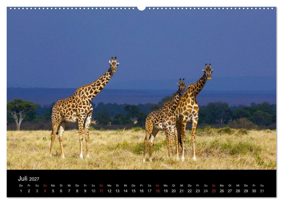 GIRAFFEN - Liebliche Riesen der afrikanischen Savanne (CALVENDO Premium Wandkalender 2027)