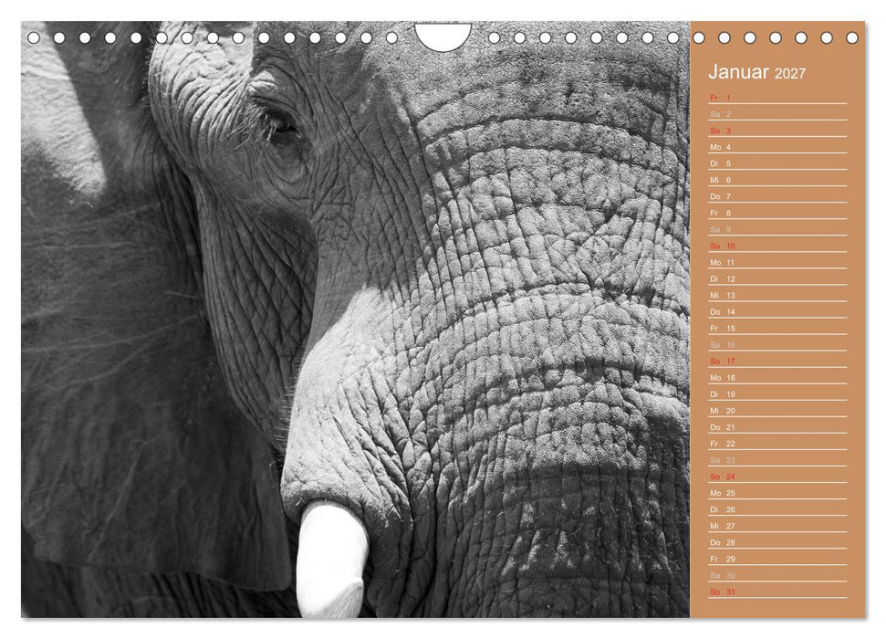 Afrika - Faszinierende Tierwelt (CALVENDO Wandkalender 2027)