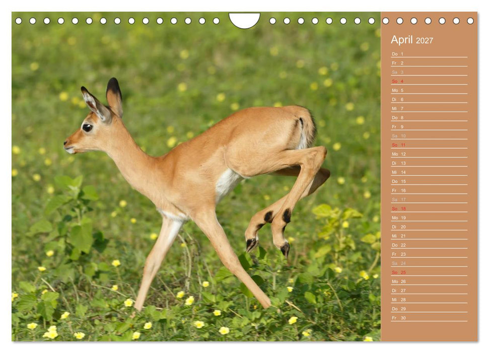 Afrika - Faszinierende Tierwelt (CALVENDO Wandkalender 2027)