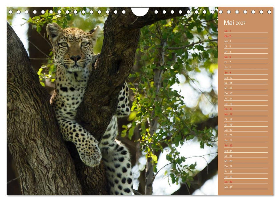 Afrika - Faszinierende Tierwelt (CALVENDO Wandkalender 2027)