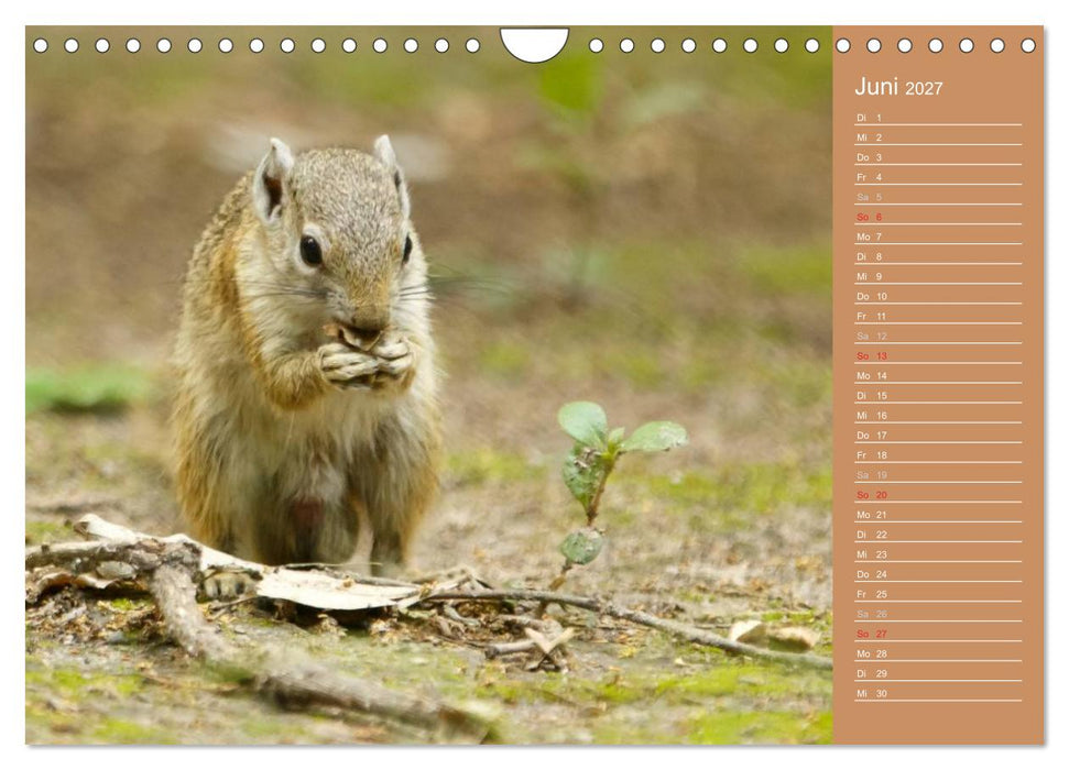 Afrika - Faszinierende Tierwelt (CALVENDO Wandkalender 2027)