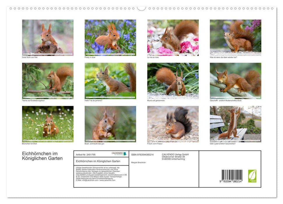 Eichhörnchen im Königlichen Garten (CALVENDO Premium Wandkalender 2027)