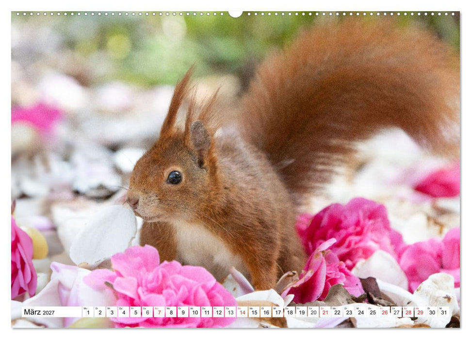 Eichhörnchen im Königlichen Garten (CALVENDO Premium Wandkalender 2027)