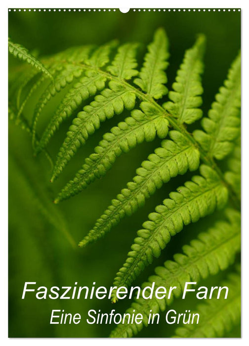 Faszinierender Farn - Eine Sinfonie in Grün (CALVENDO Wandkalender 2027)