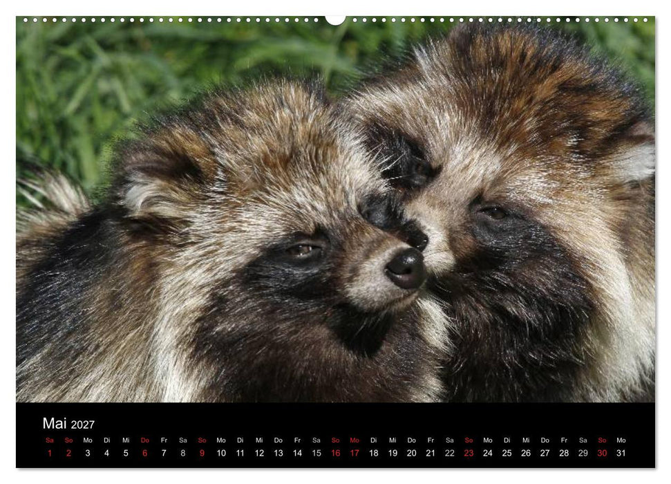 Marderhunde (CALVENDO Premium Wandkalender 2027)