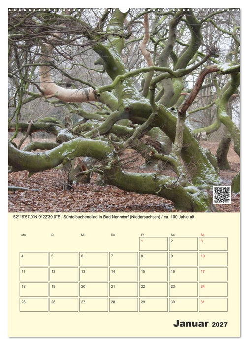 Uralt - Mit QR-Code und GPS zu alten Bäumen (CALVENDO Wandkalender 2027)
