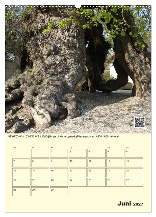 Uralt - Mit QR-Code und GPS zu alten Bäumen (CALVENDO Wandkalender 2027)