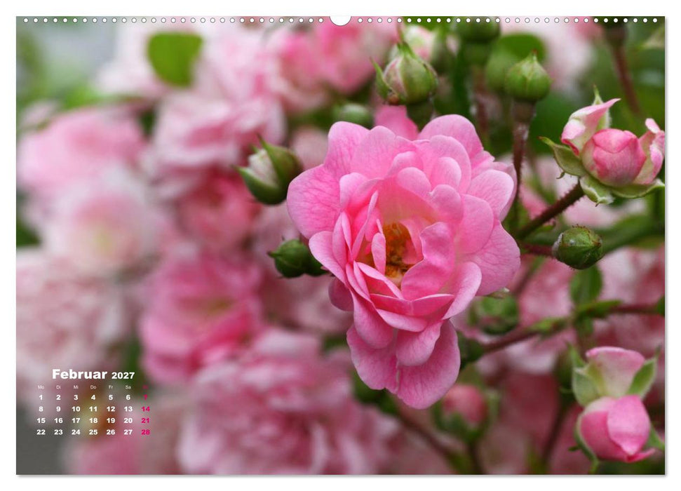Zauberhafter Rosenreigen (CALVENDO Premium Wandkalender 2027)