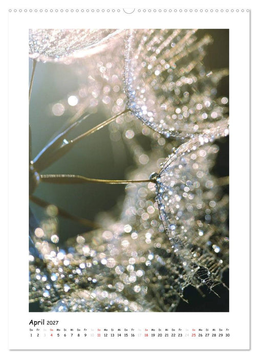 Die Pusteblume neu erleben (CALVENDO Premium Wandkalender 2027)