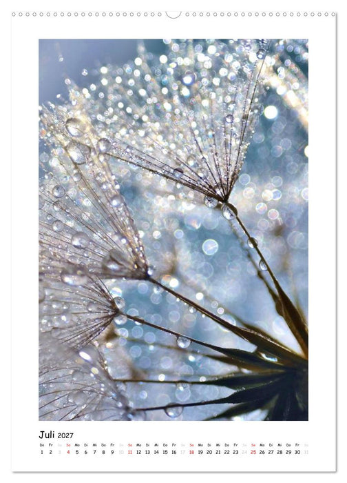 Die Pusteblume neu erleben (CALVENDO Premium Wandkalender 2027)