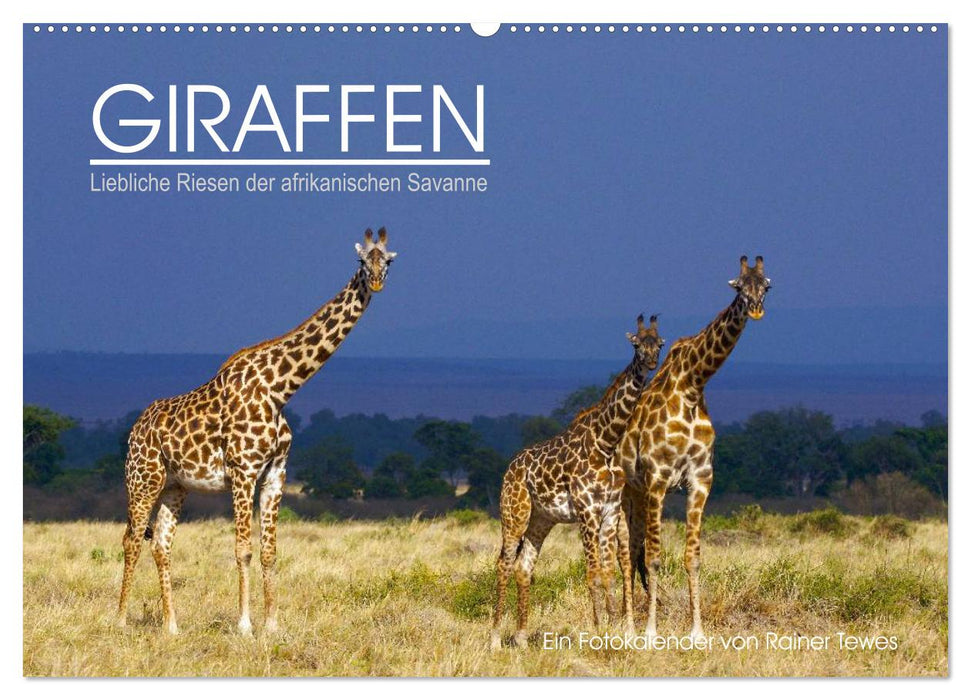 GIRAFFEN - Liebliche Riesen der afrikanischen Savanne (CALVENDO Wandkalender 2027)