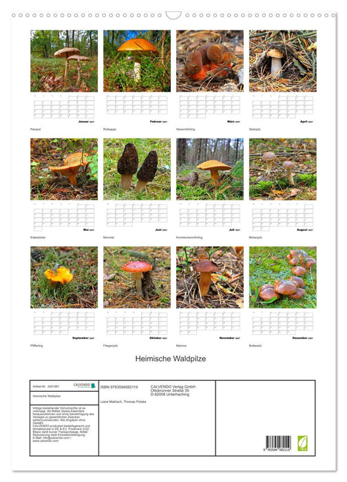 Heimische Waldpilze (CALVENDO Wandkalender 2027)