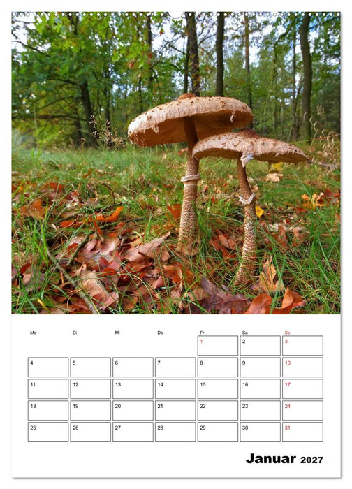 Heimische Waldpilze (CALVENDO Wandkalender 2027)
